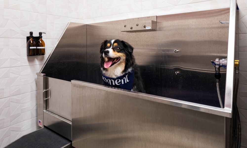 Cute dog wearing a bandana sitting in the pet spa amenity at Moment Apartments